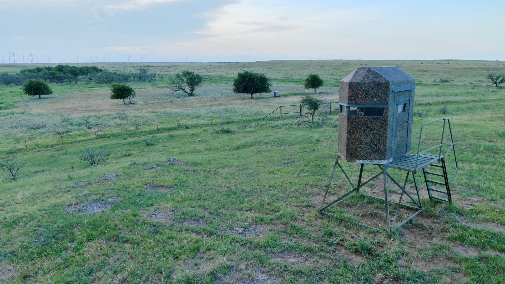 The Digital Deer Stand: Watch Texas Wildlife 24/7 from Anywhere