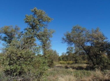 35 acres in Jones County