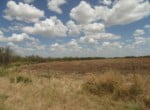 150 acres in Taylor County