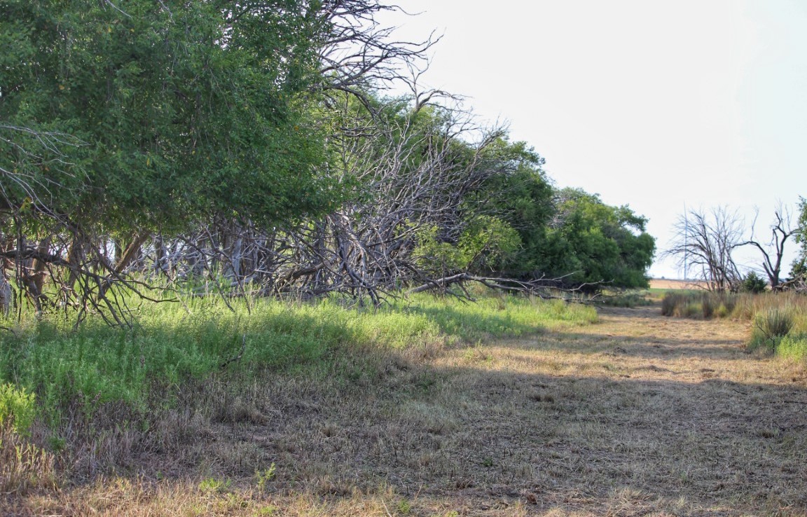 116 acres in Wilbarger County
