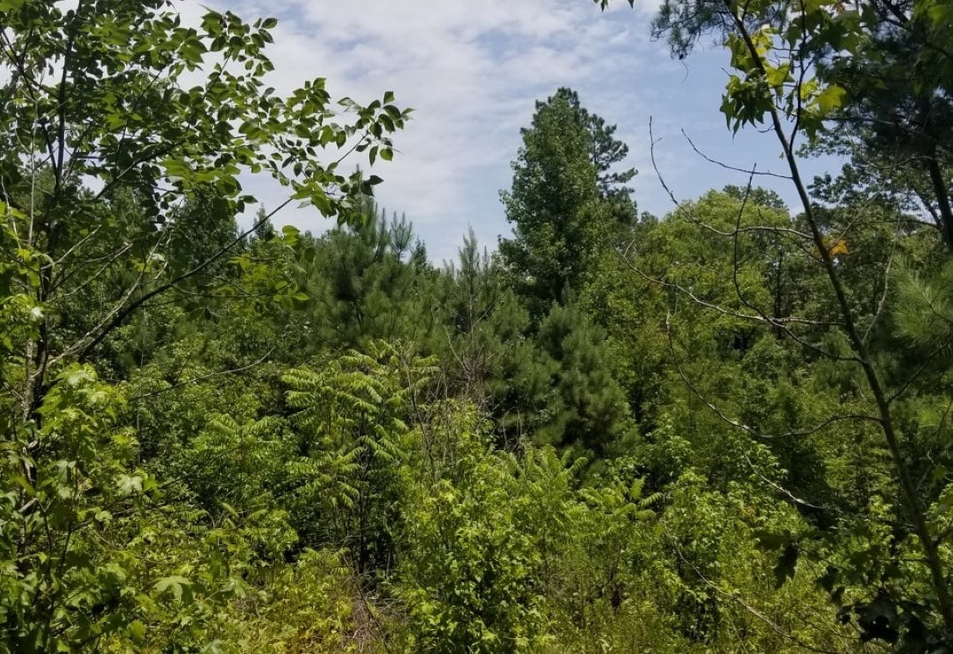 2 acres in Bowie County