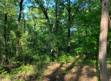 36 acres in Cass County