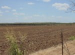 135 acres in Taylor County