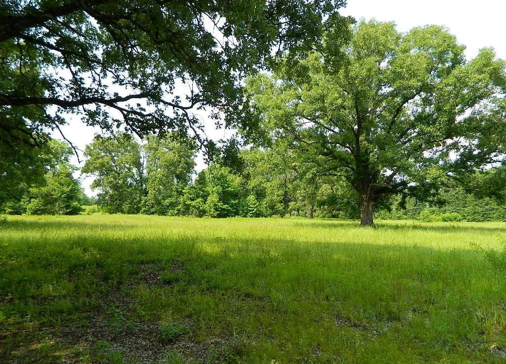 49 acres in Titus County