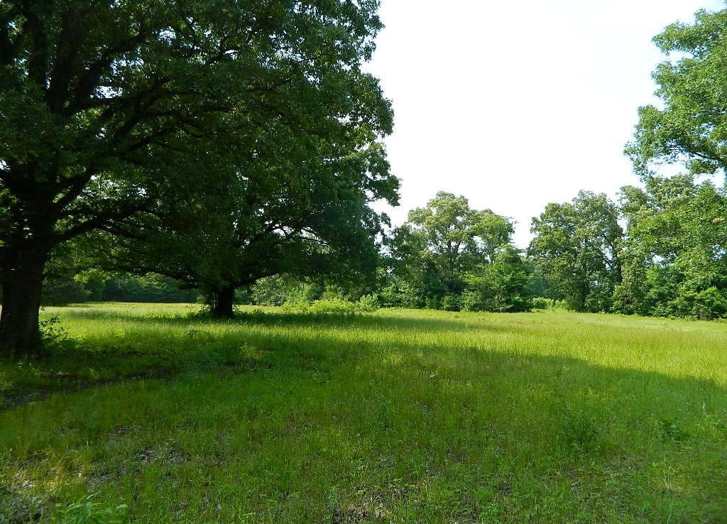 49 acres in Titus County