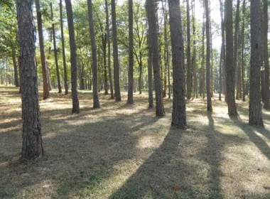 124 acres in Upshur County