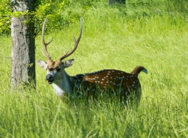 216 acres in Red River County