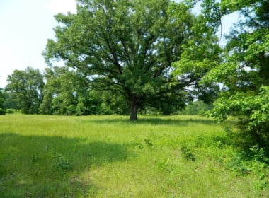 22 acres in Titus County