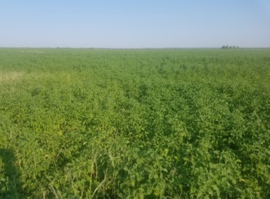 120 acres in Foard County