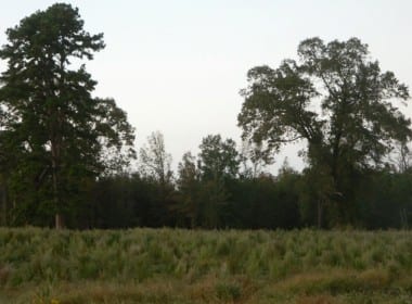 103 acres in Bowie County