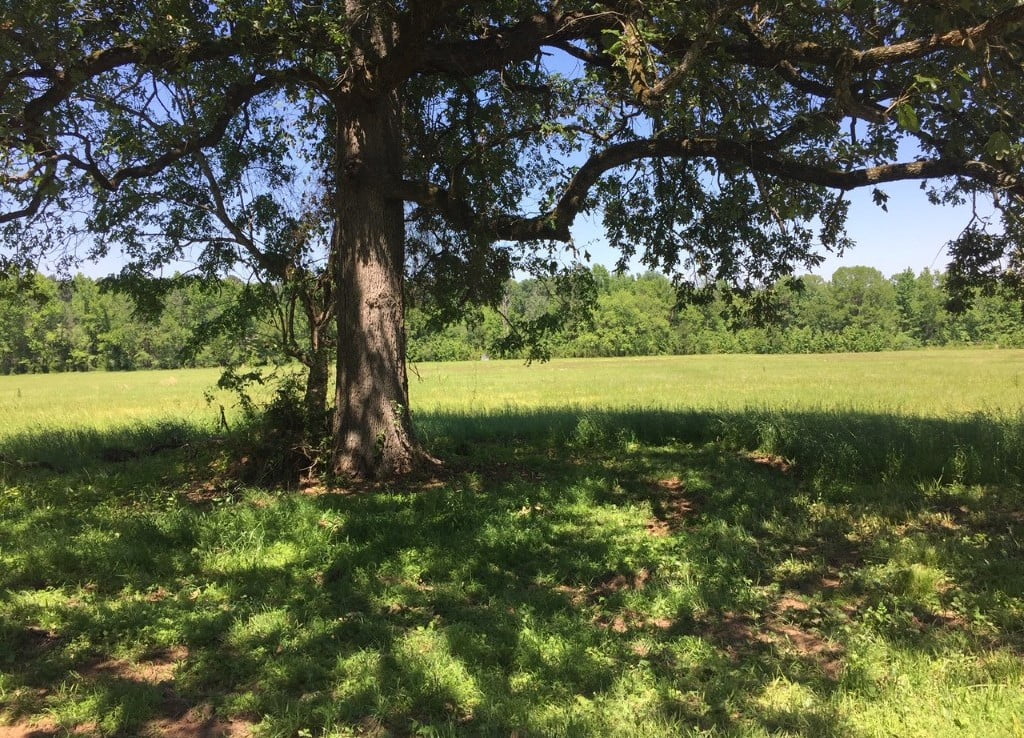 211 acres in Marion County