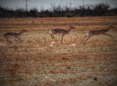 223 acres in Foard County