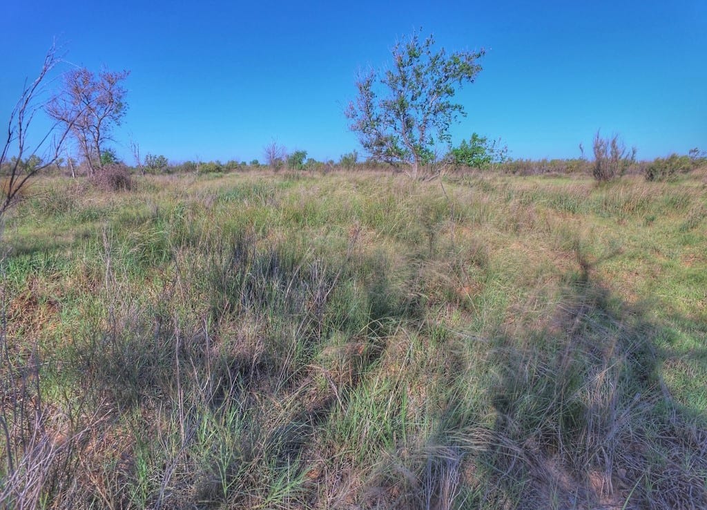 1,614 acres in Wilbarger County