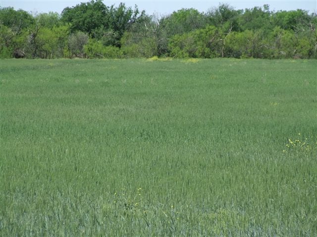379 acres in Haskell County