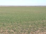100 acres in Wilbarger County
