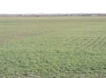 100 acres in Wilbarger County