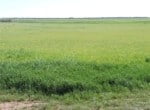 80 acres in Wilbarger County