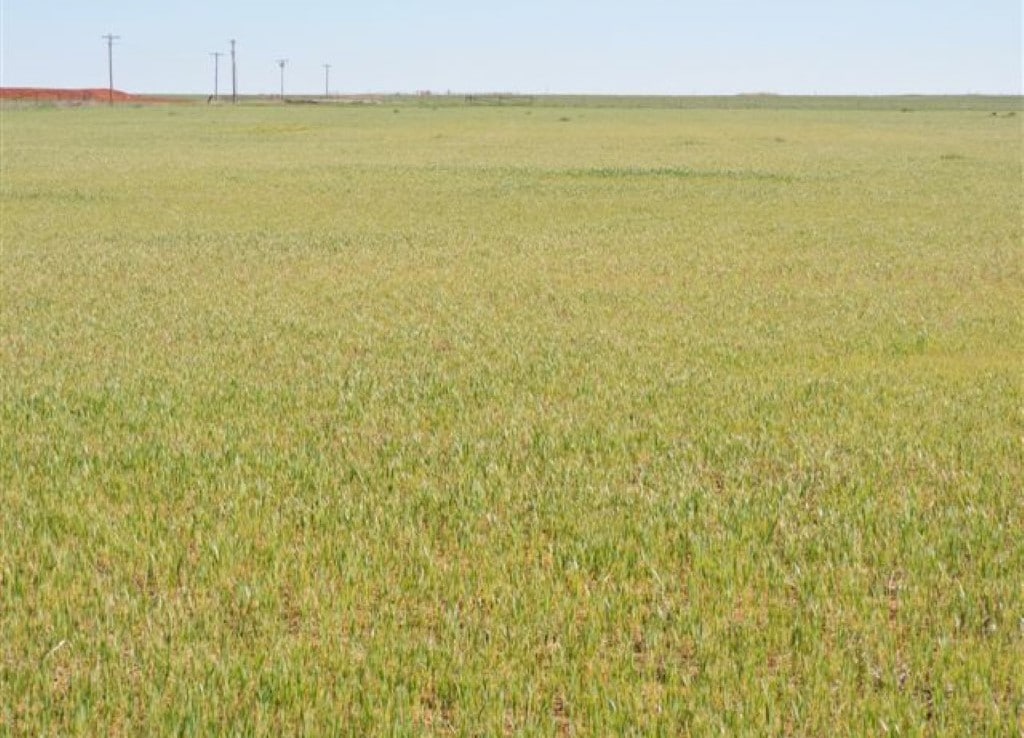 80 acres in Wilbarger County