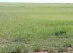 80 acres in Wilbarger County