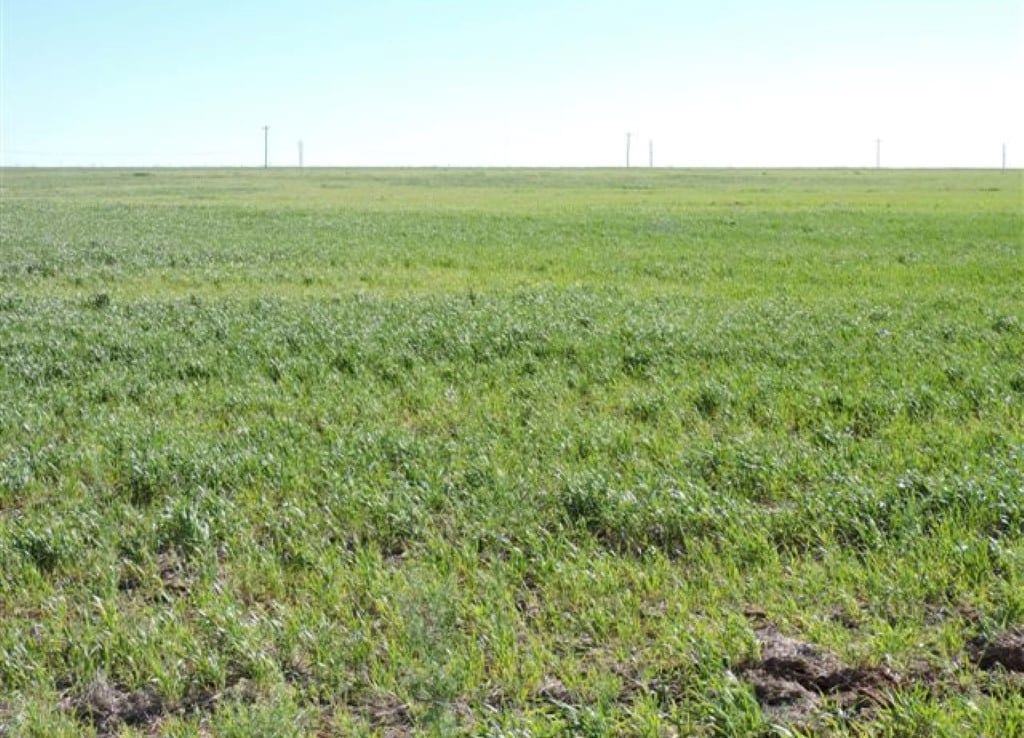 160 acres in Wilbarger County