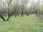 120 acres in Wilbarger County