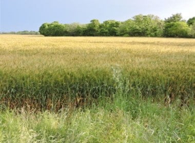 79 acres in Wichita County