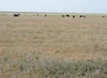 1,266 acres in Bailey County