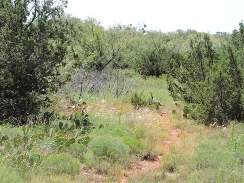 160 acres in Baylor County Texas for Sale