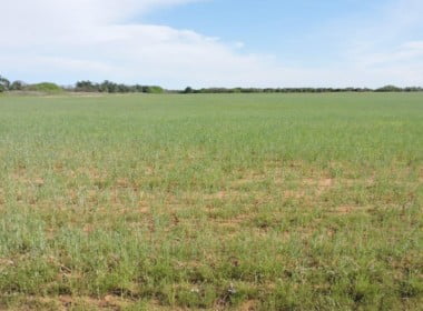 139 acres in Wilbarger County