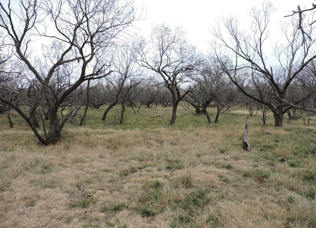 101 acres in Baylor County