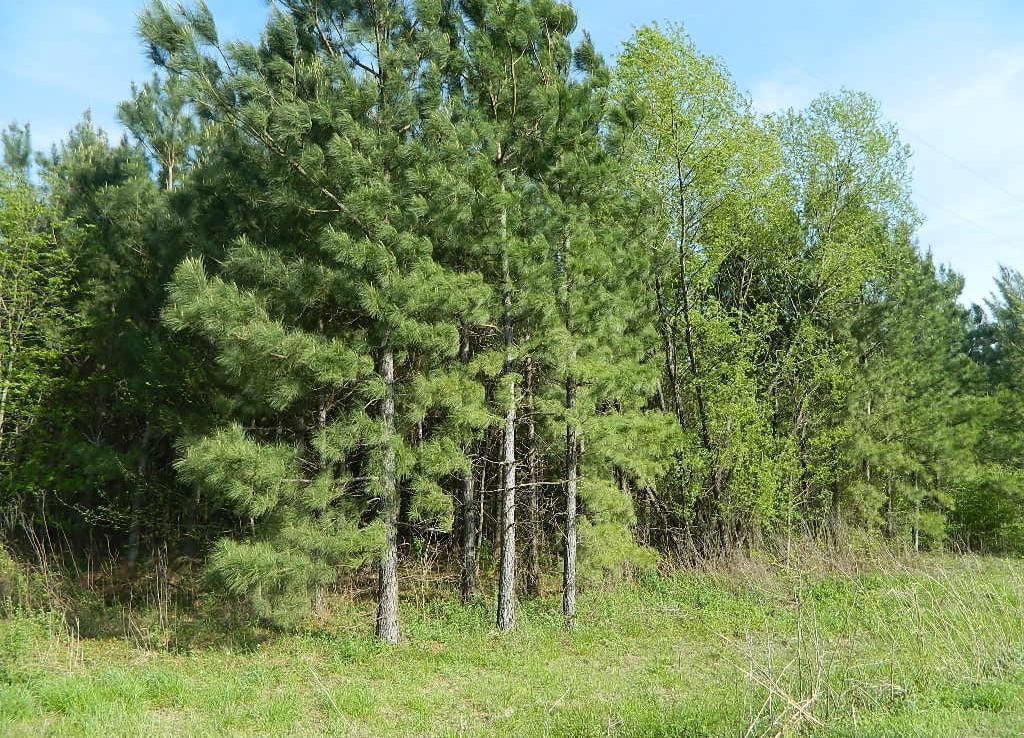 13 acres in Bowie County