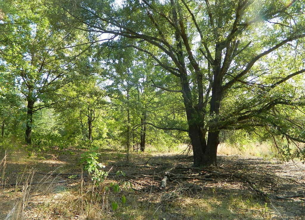 13 acres in Bowie County
