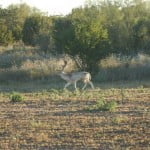 446 acres in Stonewall County
