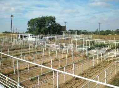 Vernon Livestock Auction