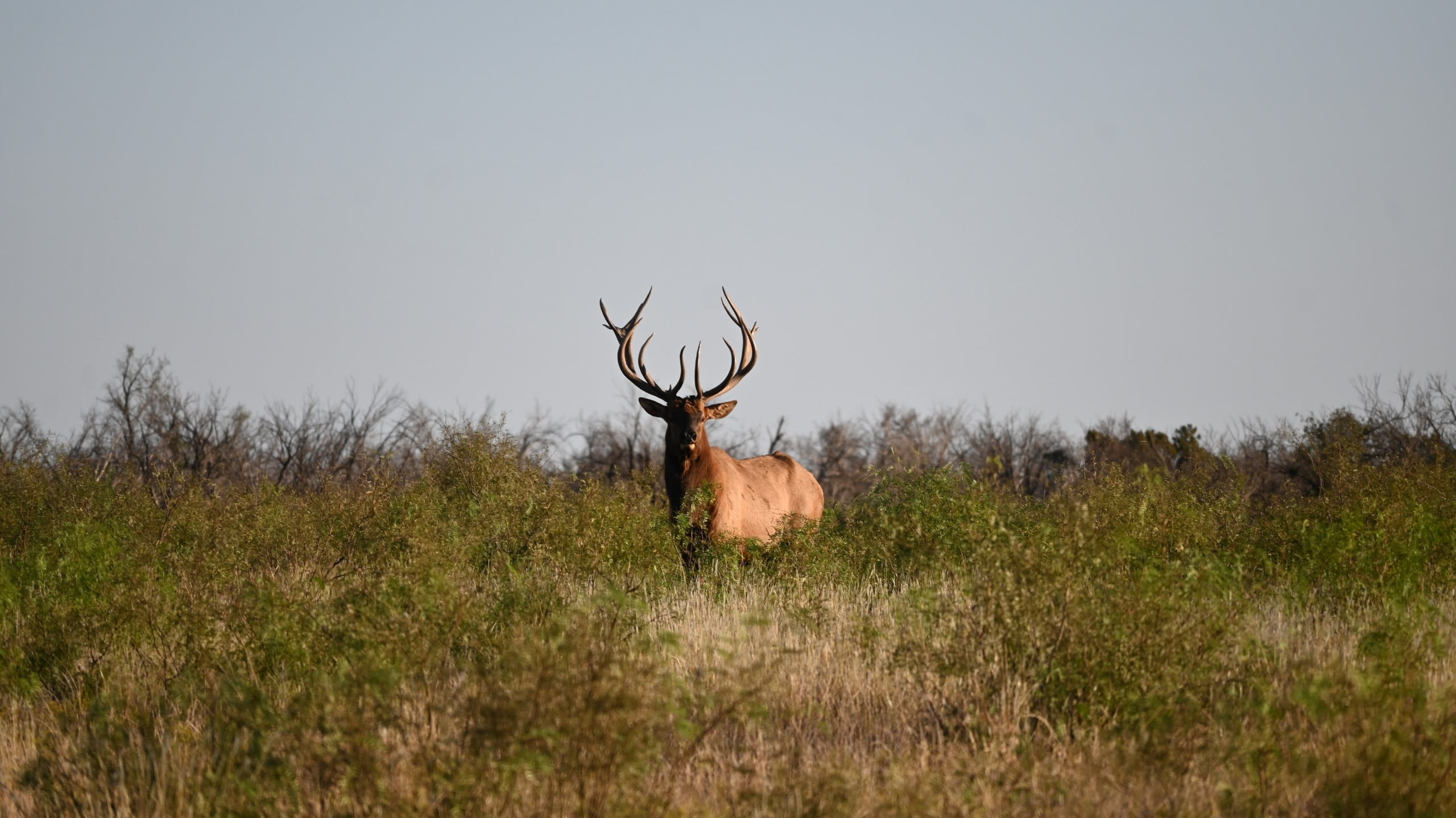 1,765 acres in Hardeman County Additional Photos Texas Hunting Land LLC