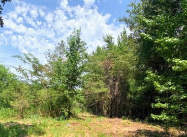 23 acres in Camp County