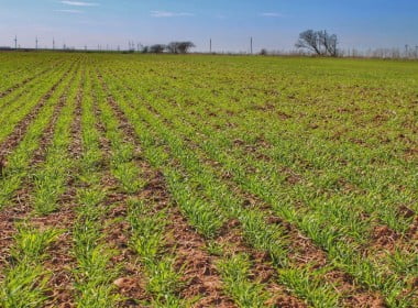 271 acres in Throckmorton County