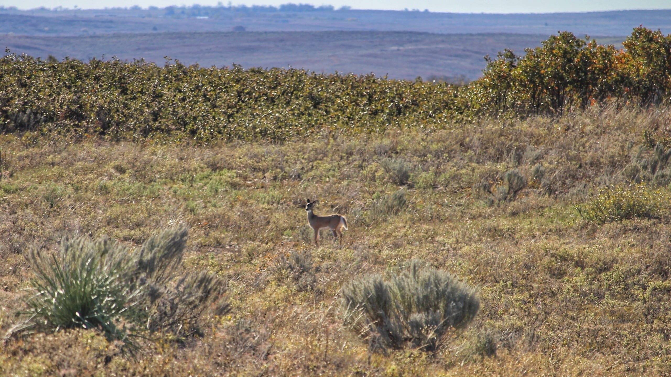 Gray County Texas Land and Ranches for Sale