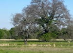 21 acres in Titus County