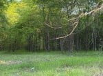 11 acres in Titus County
