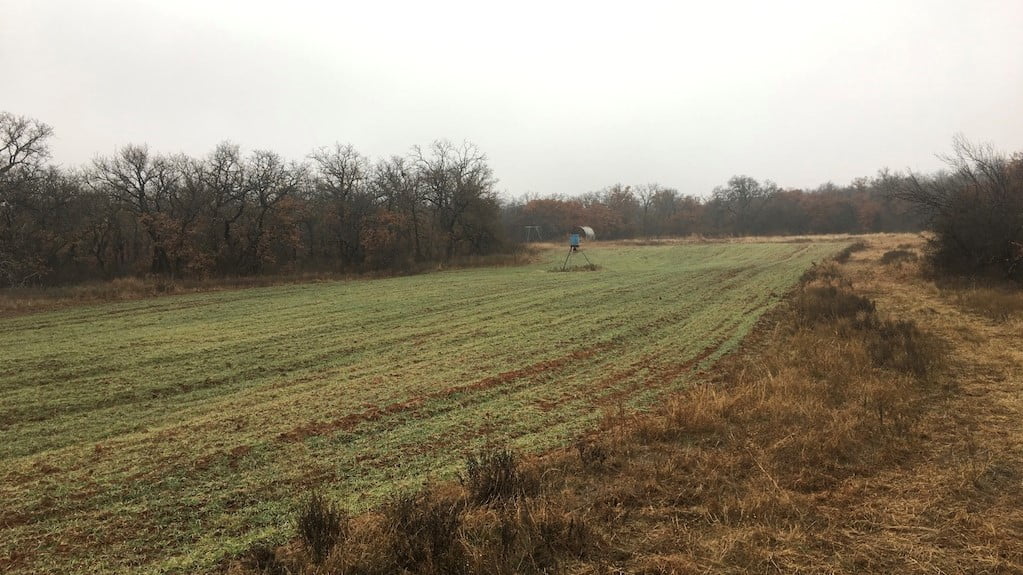 61 acres in Young County