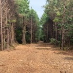 20 acres in Bowie County