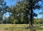 31 acres in Titus County