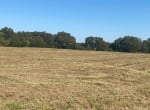 31 acres in Titus County