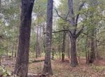 91 acres in Red River County