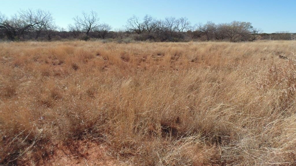 60 acres in Runnels County