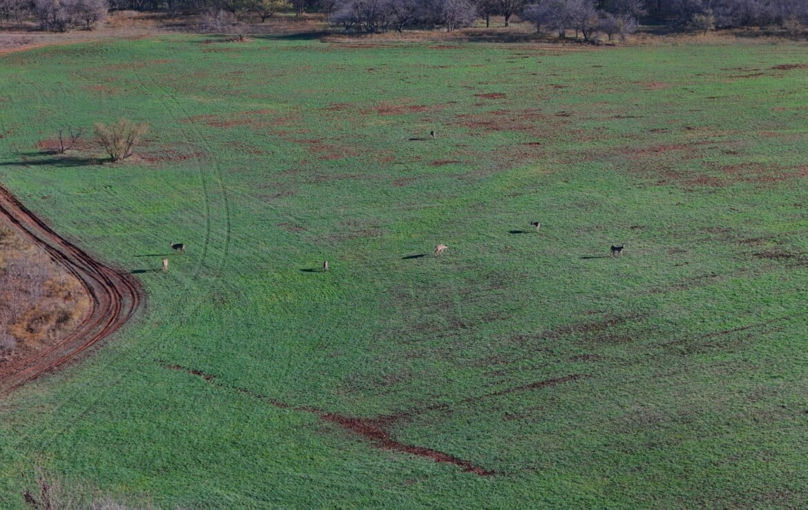 133 acres in Wilbarger County