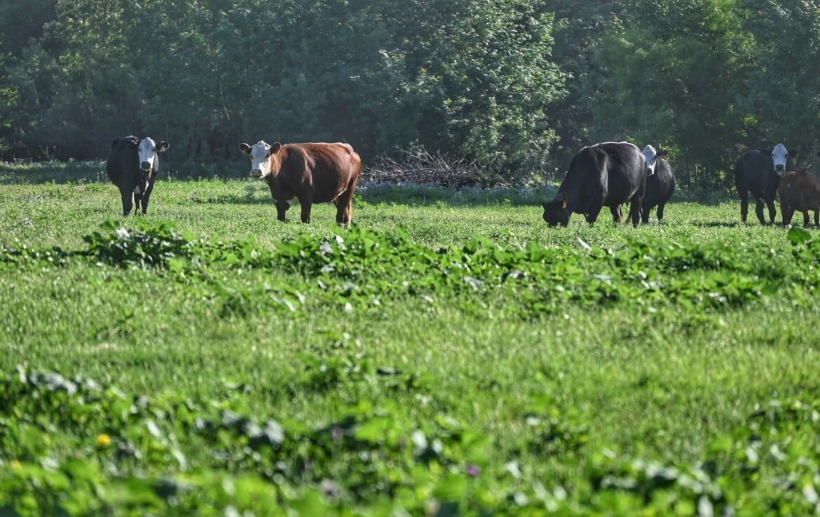 133 acres in Wilbarger County