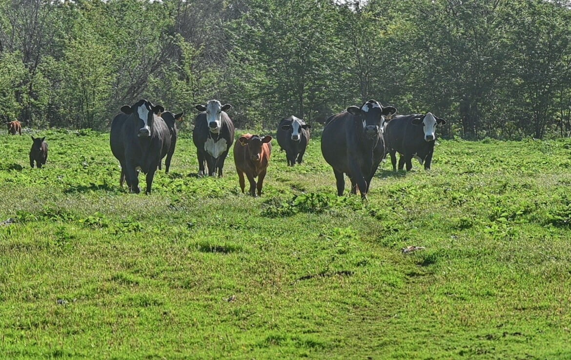 133 acres in Wilbarger County