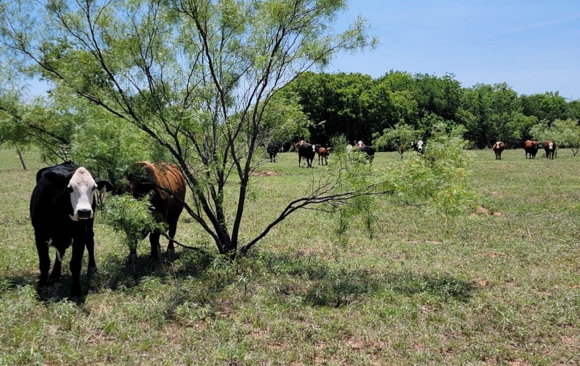 133 acres in Wilbarger County